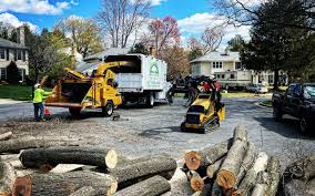 Best Leaf Removal  in USA